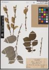 Foto von Salix caprea L.